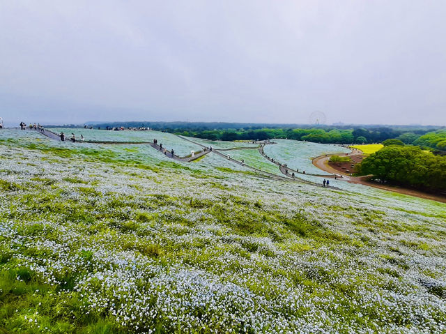 🇯🇵 東京近郊看藍色粉蝶花+油菜花完美組合