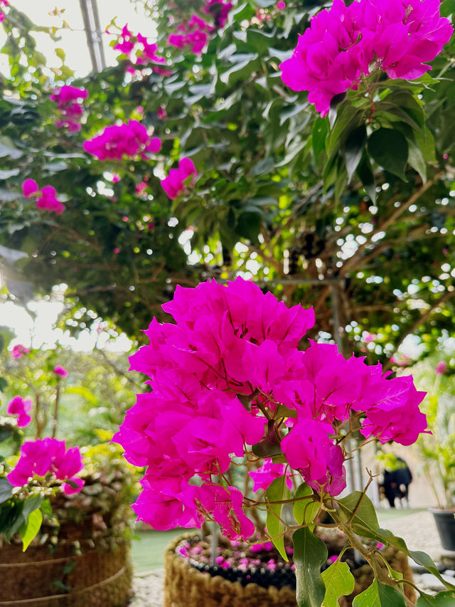 커피와 식물을 사랑한다면, ‘통영 동백커피식물원’ 🌳☕️