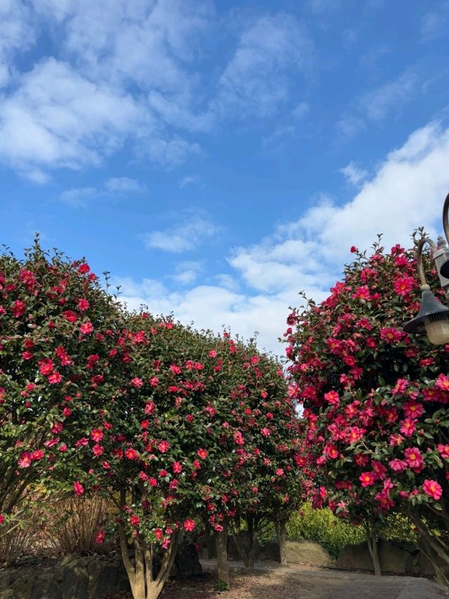 제주도 🎁동백꽃 명소✨️ 제주 마노르블랑 