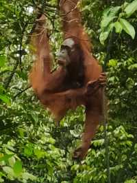 amazing Orang Utan