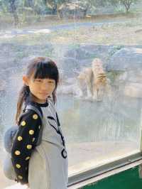 深圳野生動物園 深圳地鐵直達～零距離餵長頸鹿斑馬！ 