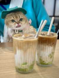 🐱🐶寵物友善日式餐廳-「TERA寺」
