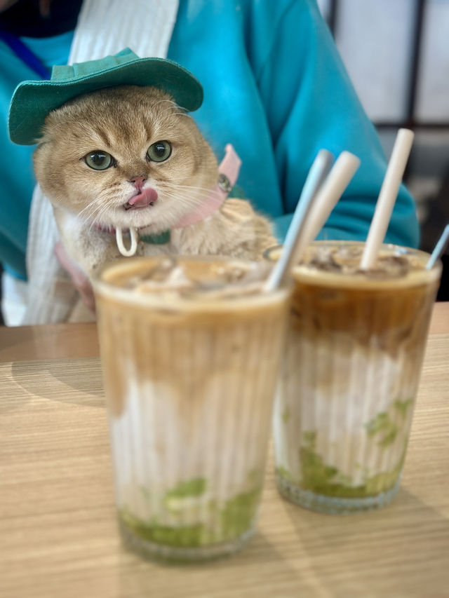 🐱🐶寵物友善日式餐廳-「TERA寺」
