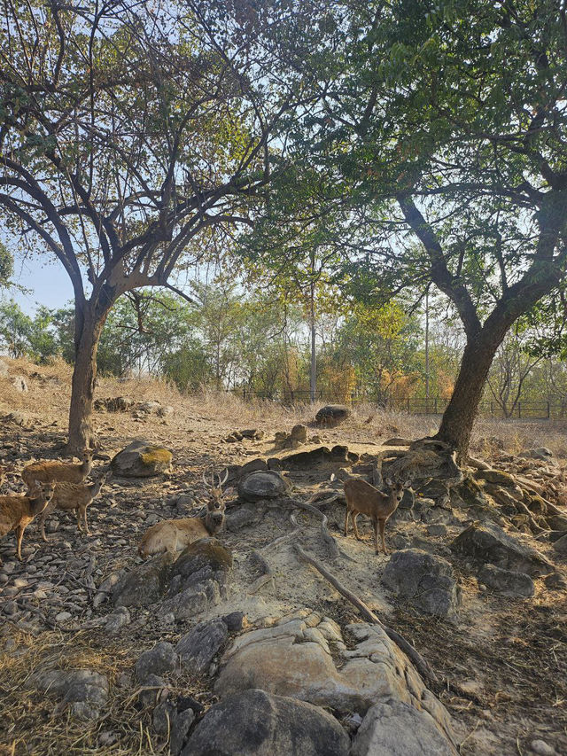 Day Trip to Myanmar’s one and only Safari Park 🦓 