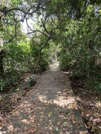 Walking Through Forest and Shore at Waikuri Beach