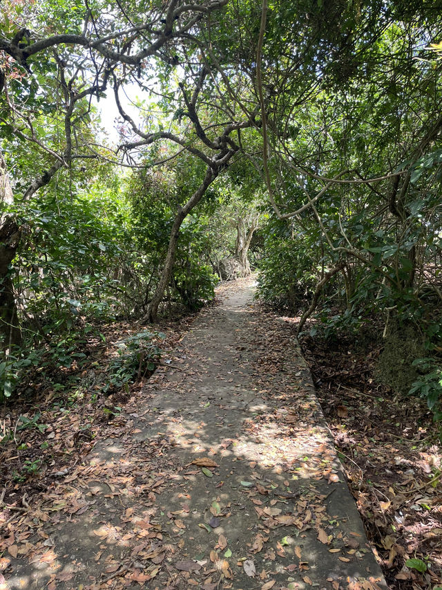Walking Through Forest and Shore at Waikuri Beach