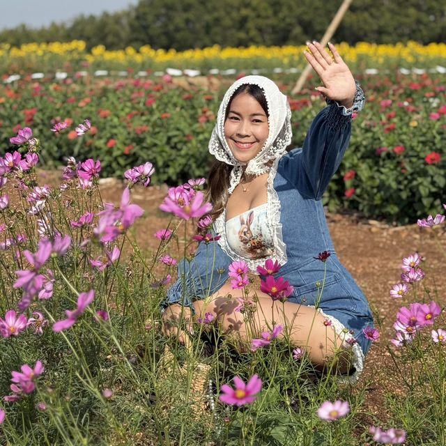 ทุ่งดอกไม้ที่สวยที่สุดในสระแก้ว บ้านสวนอนุสรณ์