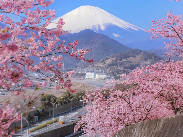 🌸 Matsuda Sakura Festival 🌸