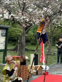 福岡西公園，遇見含羞的櫻花🌸🍒