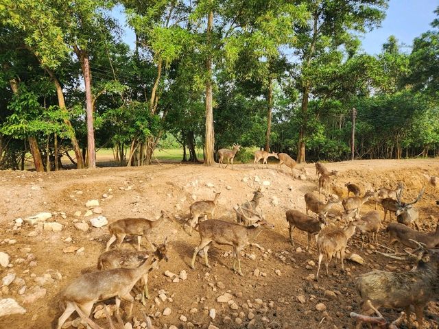 สะพานชมกวาง ชุมพร