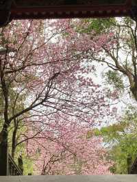 碧山巖櫻花步道賞櫻美景