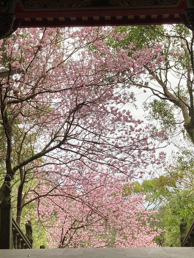 碧山巖櫻花步道賞櫻美景