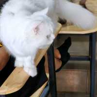 cat cafe in lamphun