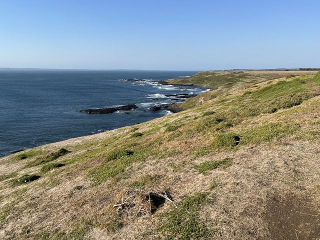 🇦🇺 又有海景又是企鵝的家！🐧