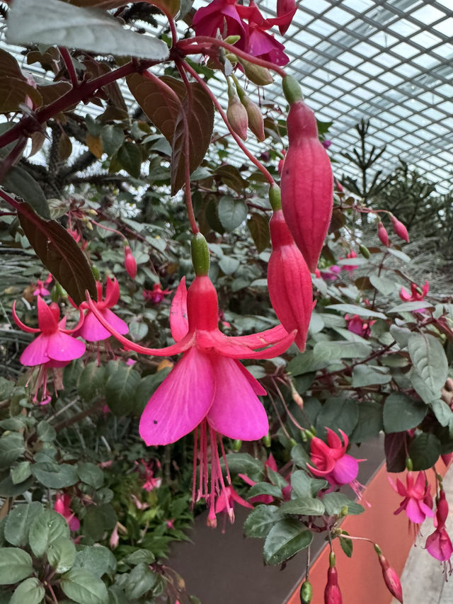 Floral Paradise - Flower Dome Singapore