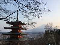 Chureito Pagoda จุดชมซากุระสุดปัง พร้อมวิวฟูจิ
