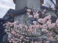 東方寺賞櫻美景