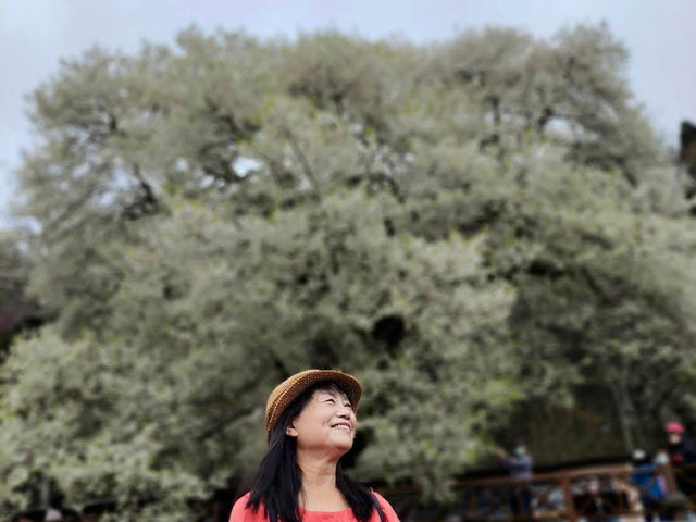 觀霧櫻王真霸氣，浪漫搖擺賞花像賞雪！