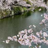 桜の名所。リフレクションも美しい。
