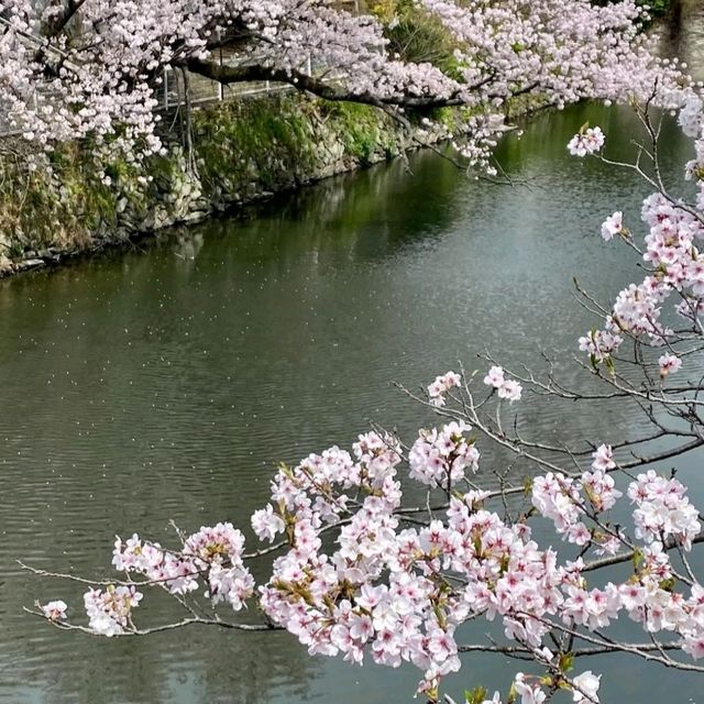 桜の名所。リフレクションも美しい。