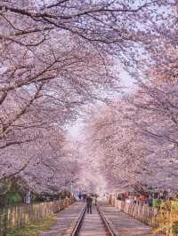 Most Beautiful Cherry Blossom spot at Jinhae