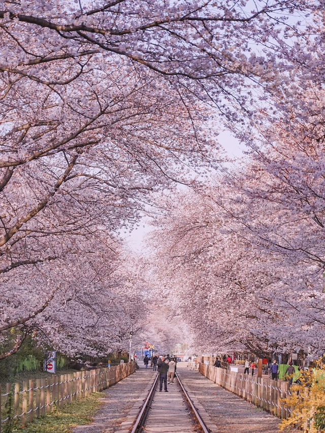 Most Beautiful Cherry Blossom spot at Jinhae