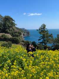 🌼지금 방문하면 좋을 무료 유채꽃밭🌼