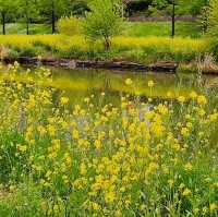 🌸 **釜山水營江邊步道櫻花觀賞遊覽分享** 🌸
