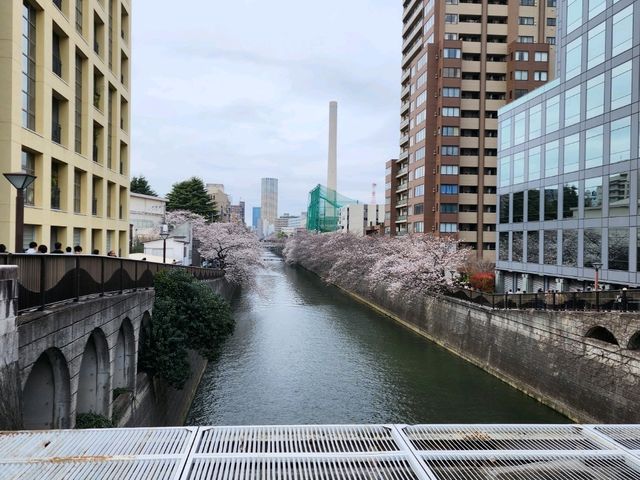 目黒川の桜が彩る春の散歩道、訪れるべき絶景スポット