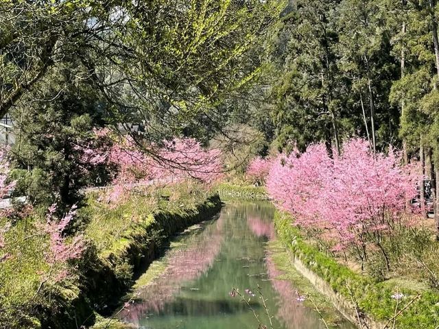 杉林溪櫻花河岸，椿寒櫻、霧社櫻倒映湖面美如畫！
