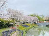 Gucun Park Cherry Blossoms Guide