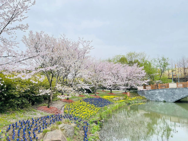 Gucun Park Cherry Blossoms Guide