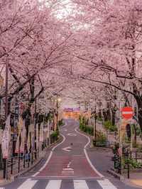 Chasing Sakura at Sakuragaoka in Shibuya