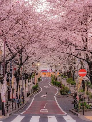 Chasing Sakura at Sakuragaoka in Shibuya