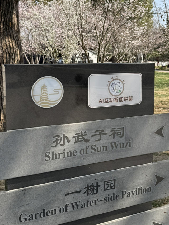 Blossoms & Solitude: Tiger Hill’s Unexpected Sakura Charm