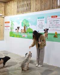 제주도 유채꽃 명소 휴애리