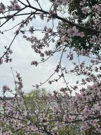 A Serendipitous Sakura Stroll: West Garden Temple’s Floral Paradise by the Canal