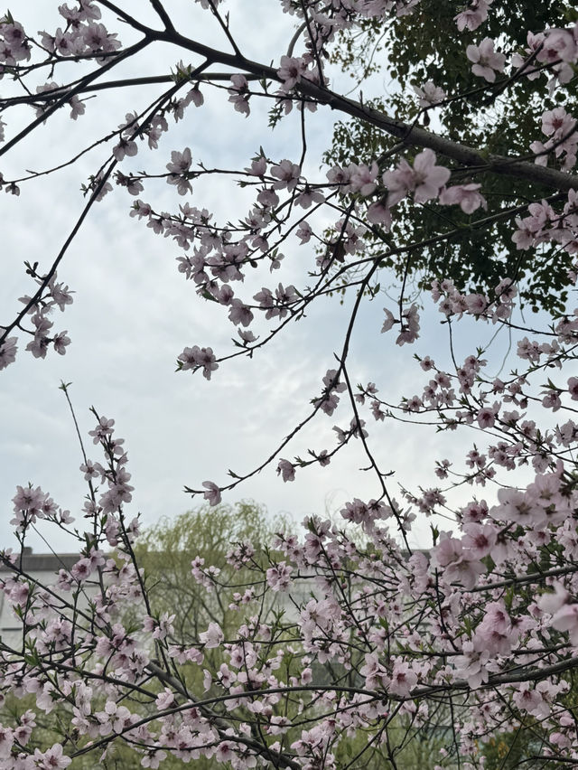 A Serendipitous Sakura Stroll: West Garden Temple’s Floral Paradise by the Canal
