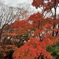 【京都】瑠璃光院で紅葉🍁