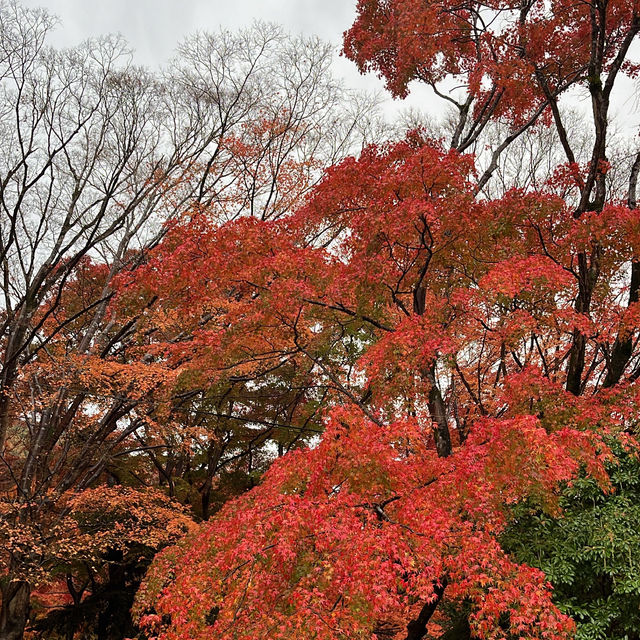 【京都】瑠璃光院で紅葉🍁