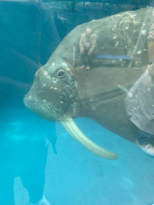 とても楽しい水族館