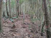 八仙山國家森林遊樂區
