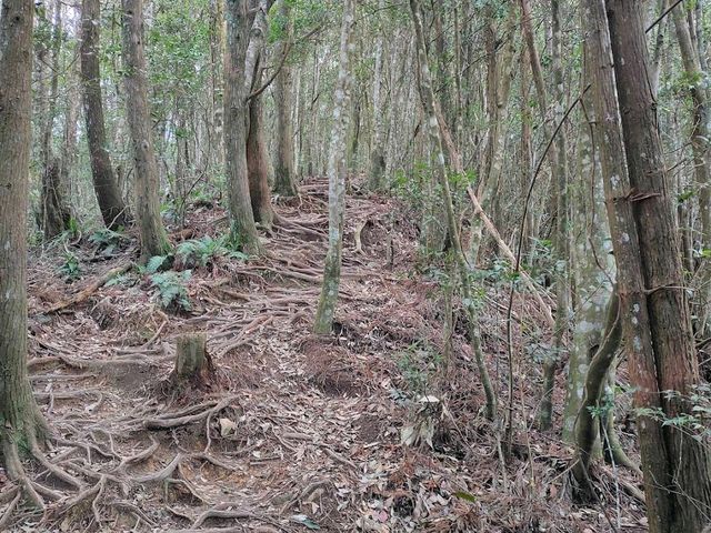 八仙山國家森林遊樂區