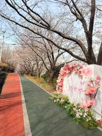 釜山｜洛東堤防櫻花路 三千株櫻花鋪成浪漫道路