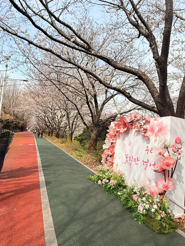 釜山｜洛東堤防櫻花路 三千株櫻花鋪成浪漫道路
