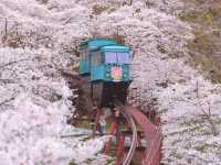 Chasing Sakura at Funaoka Joshi Park Monorail
