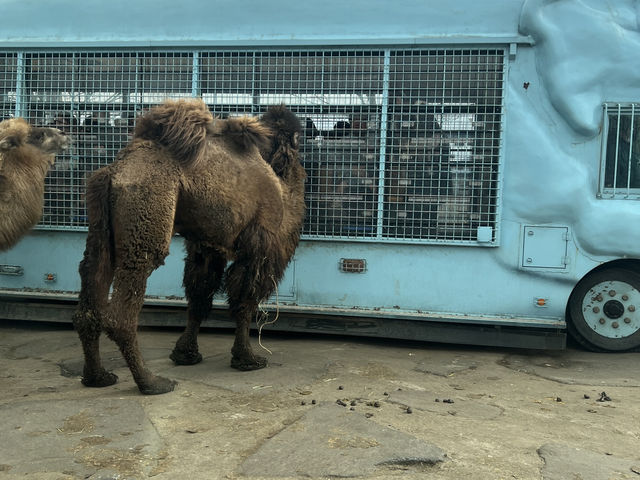 近距離接觸野生動物