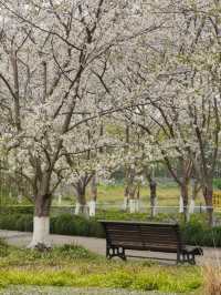 Shanghai’s Largest Urban Sakura Grove with Lakeside Views
