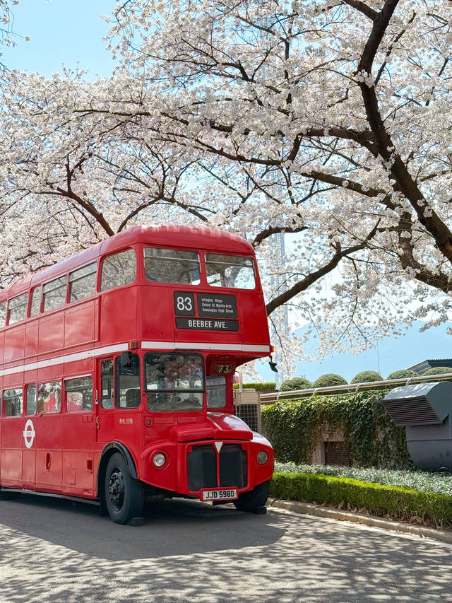 대구의 대표 봄여행 벚꽃 명소 이월드🎡🌸