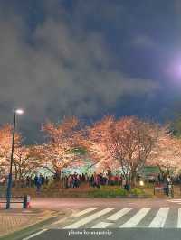 やっぱり行きたい夜桜ライトアップ【東京／千鳥ヶ淵】